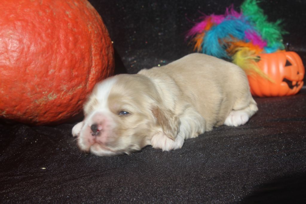 of caniland's dream - Chiots disponibles - American Cocker Spaniel