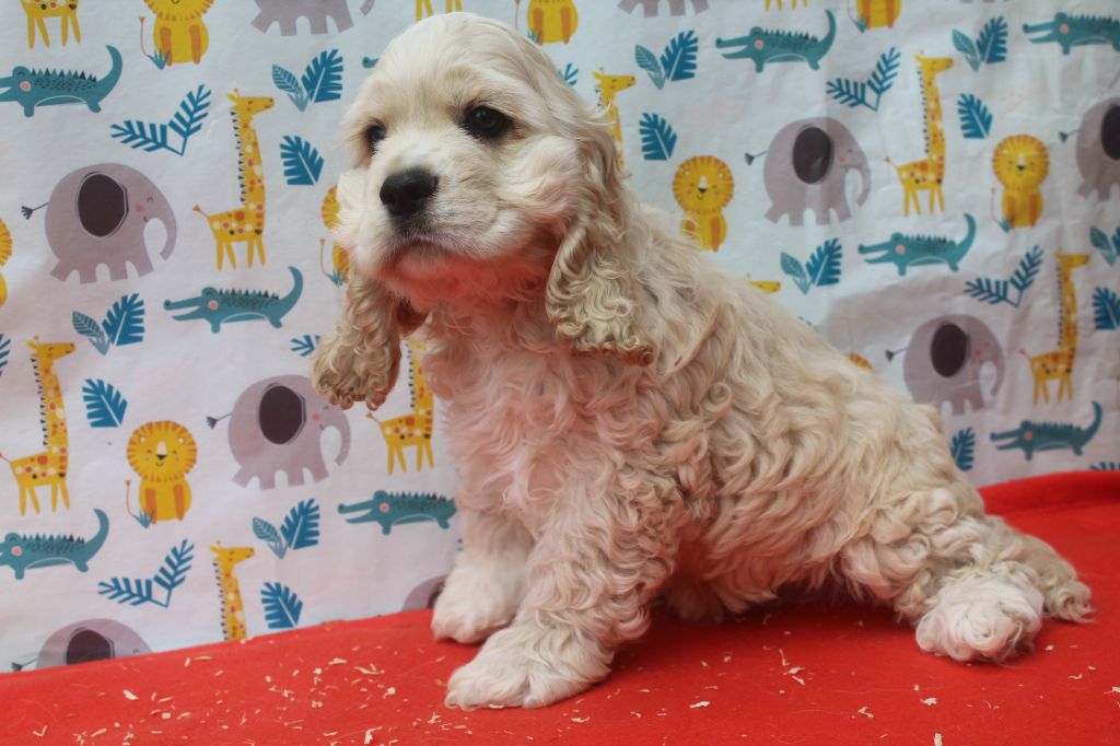 of caniland's dream - Chiots disponibles - American Cocker Spaniel
