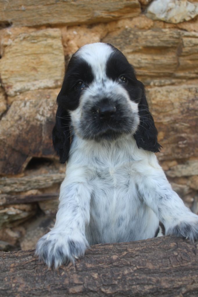 of caniland's dream - Chiots disponibles - Cocker Spaniel Anglais