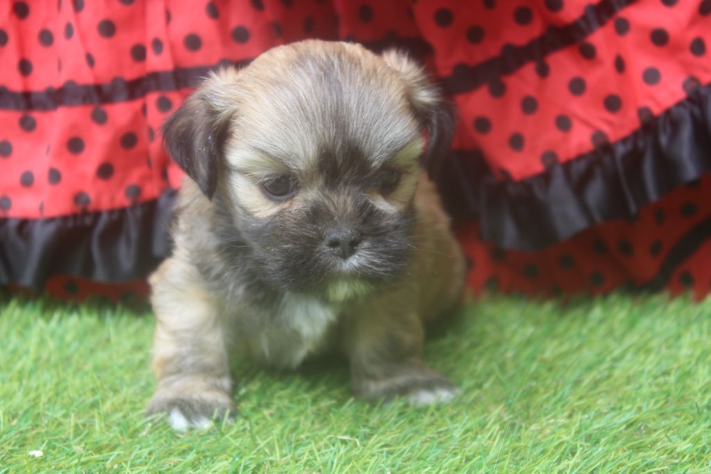 of caniland's dream - Chiots disponibles - Lhassa Apso