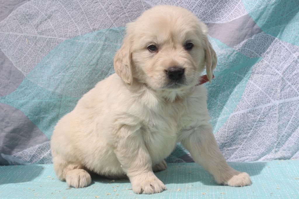 of caniland's dream - Chiots disponibles - Golden Retriever
