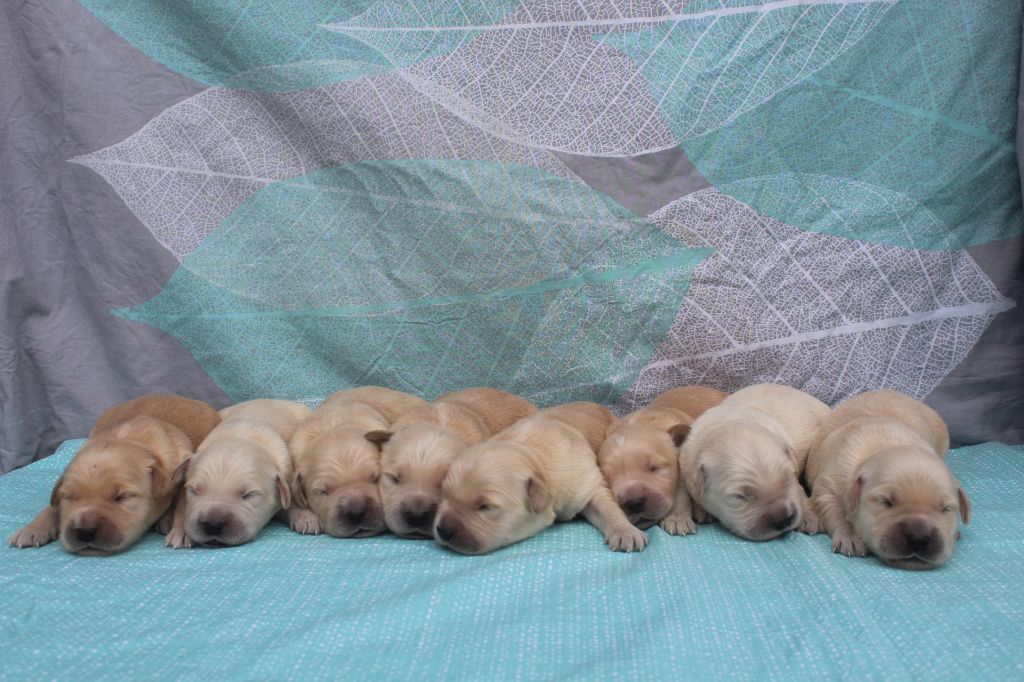 Chiot Golden Retriever of caniland's dream