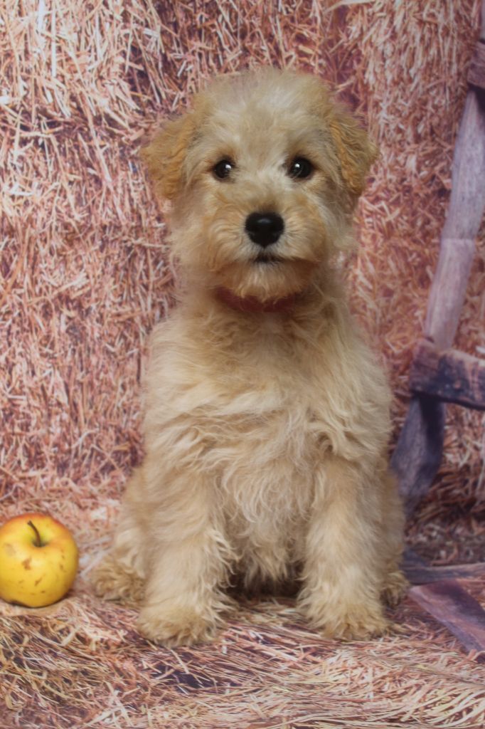 of caniland's dream - Chiots disponibles - Lakeland Terrier
