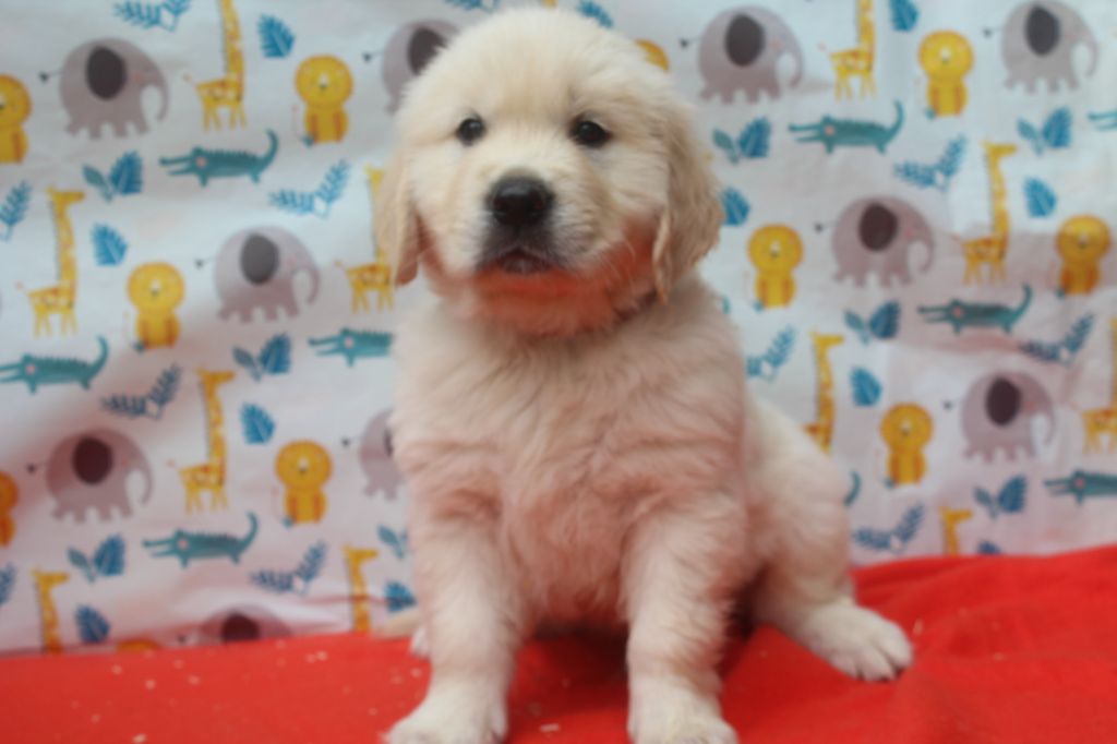 of caniland's dream - Chiots disponibles - Golden Retriever