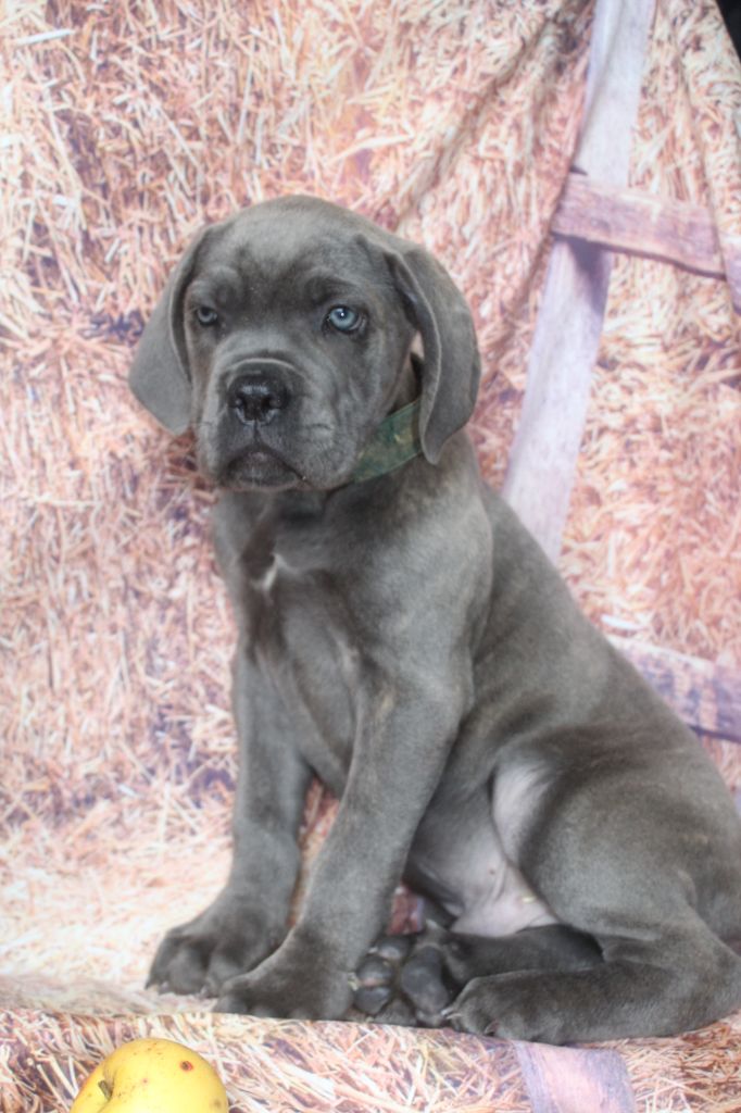 of caniland's dream - Chiots disponibles - Cane Corso