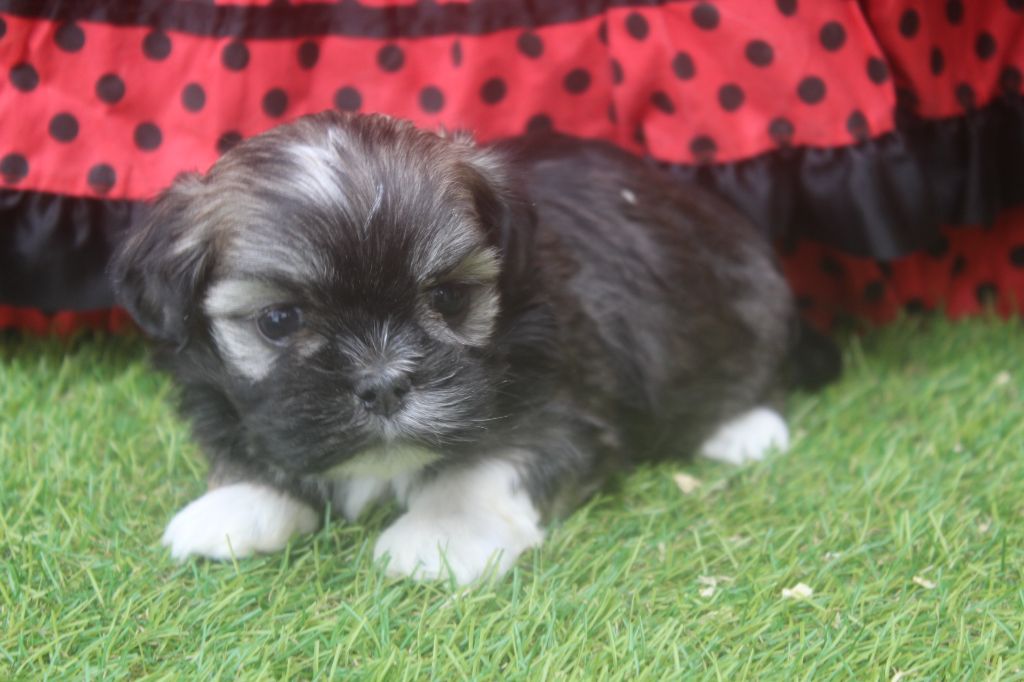 of caniland's dream - Chiots disponibles - Lhassa Apso