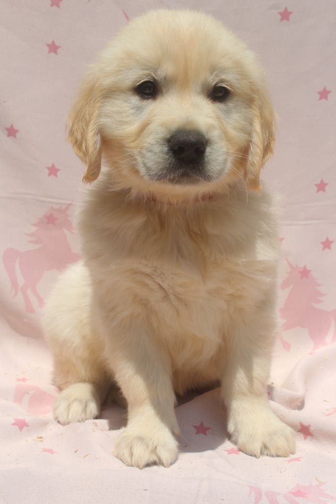 of caniland's dream - Chiots disponibles - Golden Retriever