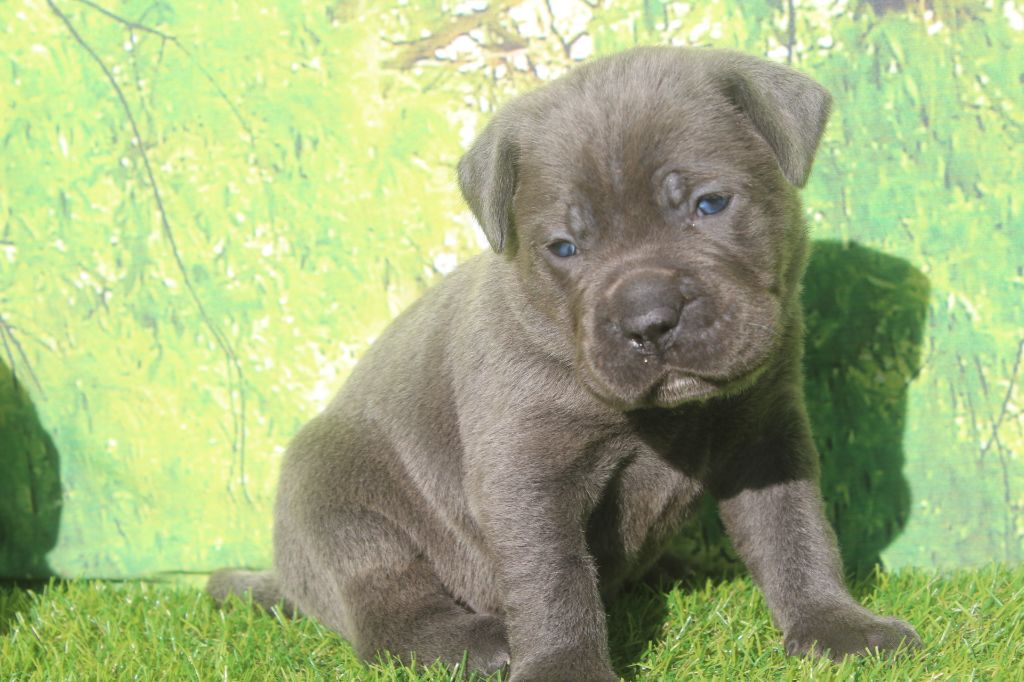 of caniland's dream - Chiots disponibles - Cane Corso