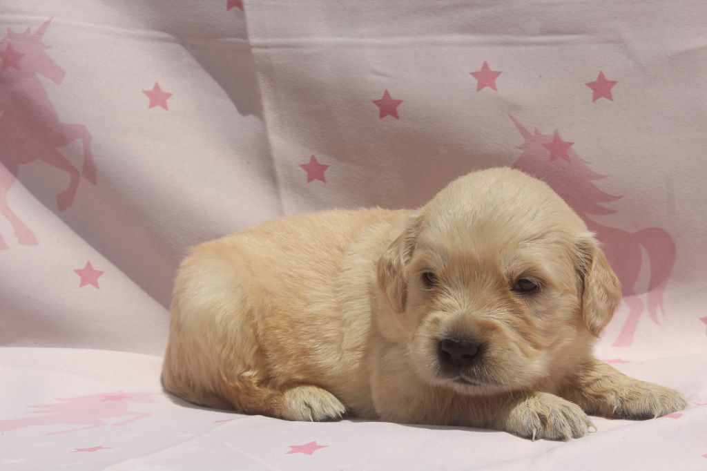 of caniland's dream - Chiots disponibles - Golden Retriever