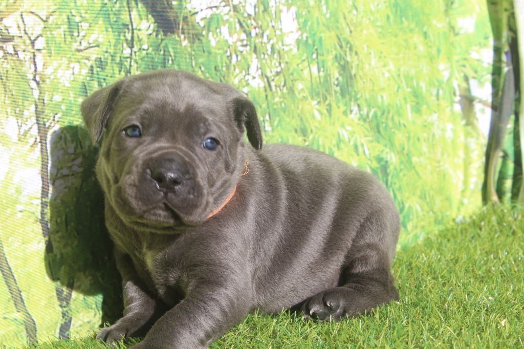 of caniland's dream - Chiots disponibles - Cane Corso
