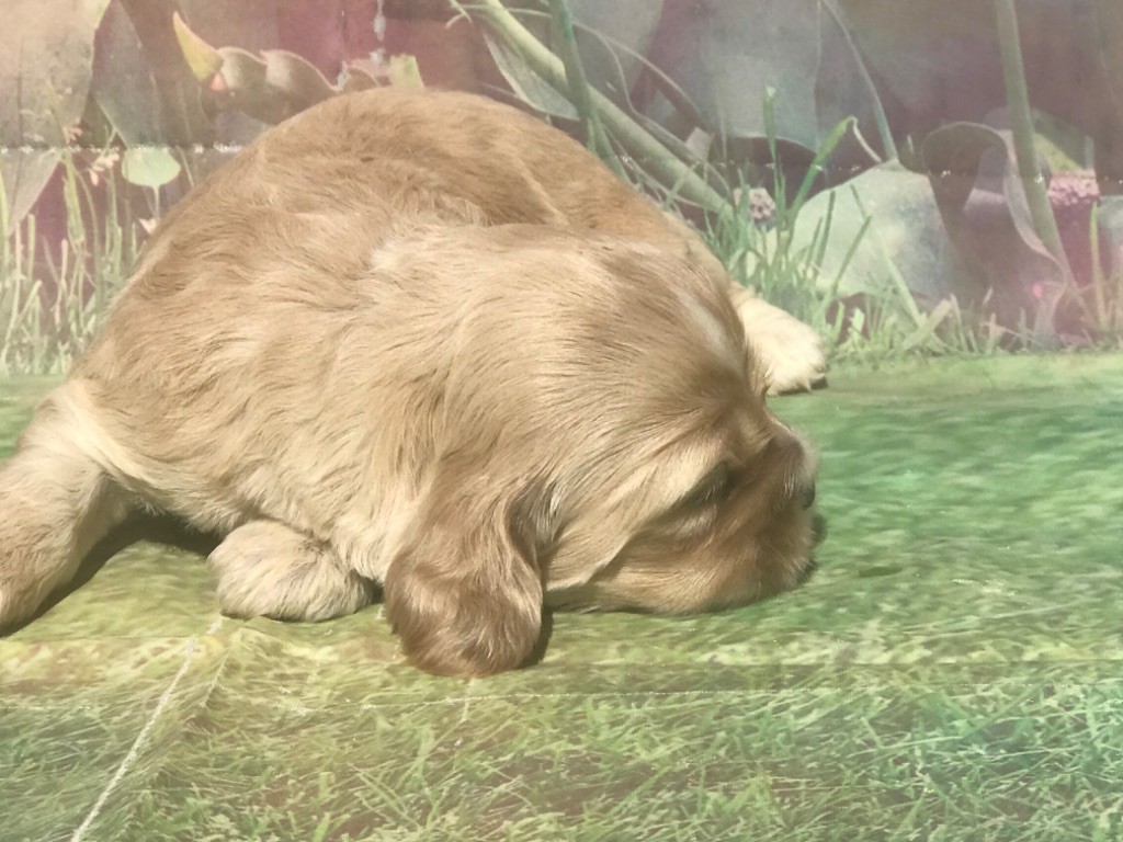 of caniland's dream - Chiots disponibles - American Cocker Spaniel