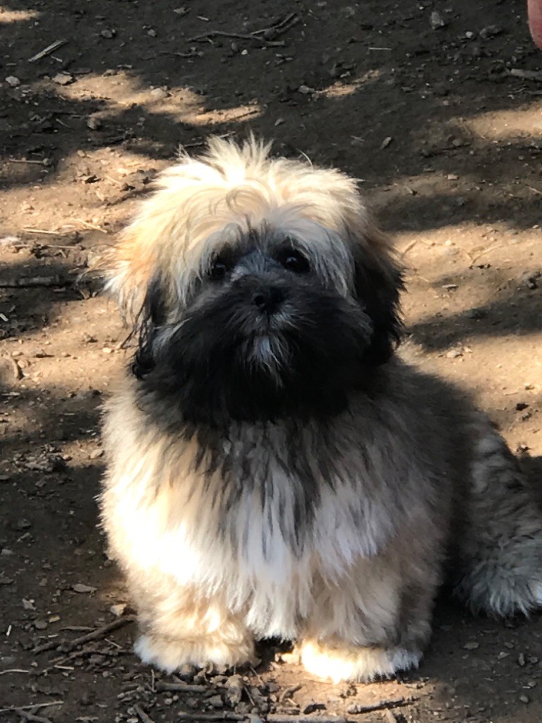 of caniland's dream - Chiots disponibles - Lhassa Apso