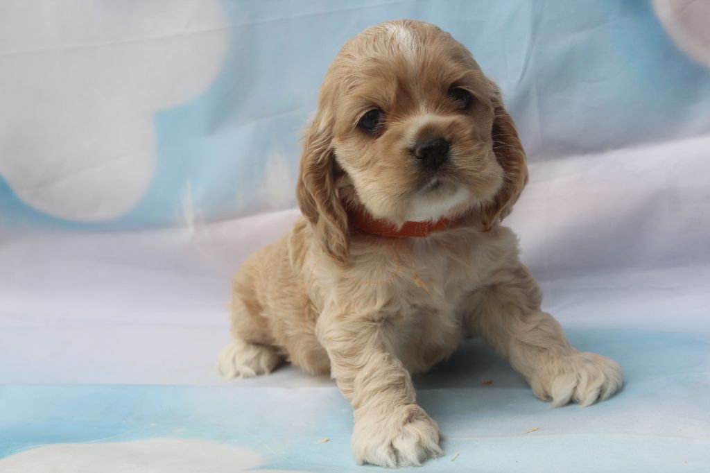 of caniland's dream - Chiots disponibles - American Cocker Spaniel