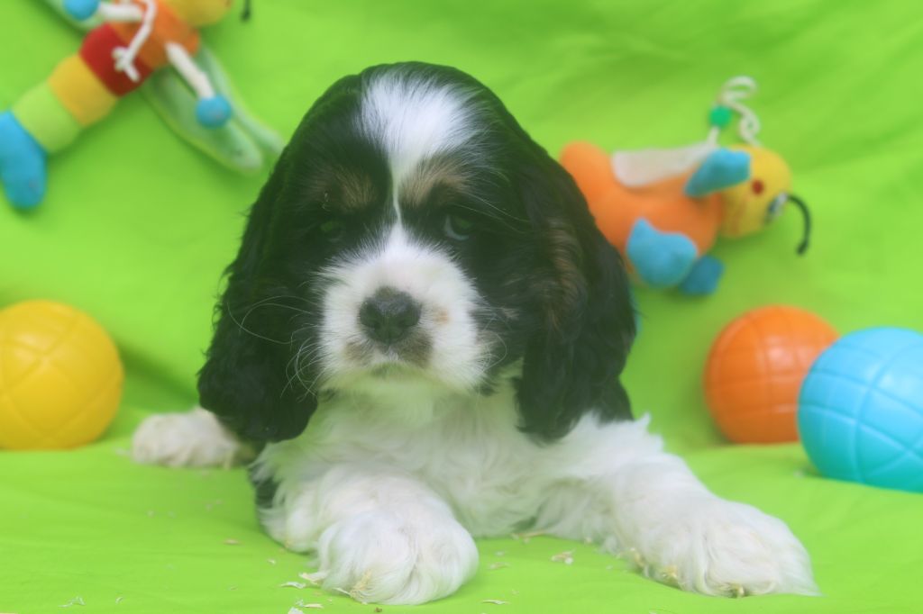 of caniland's dream - Chiots disponibles - American Cocker Spaniel