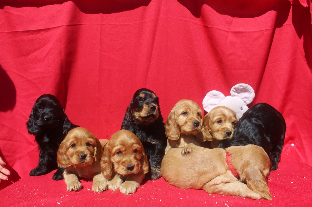 Chiot Cocker Spaniel Anglais of caniland's dream