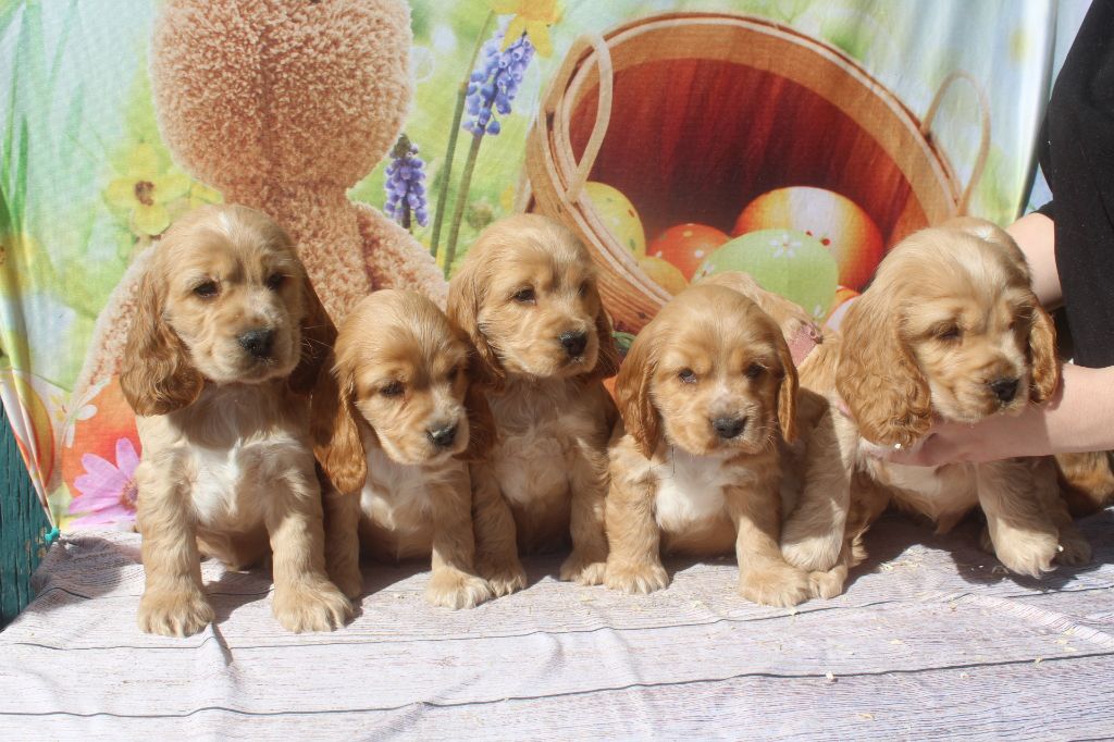 Chiot Cocker Spaniel Anglais of caniland's dream