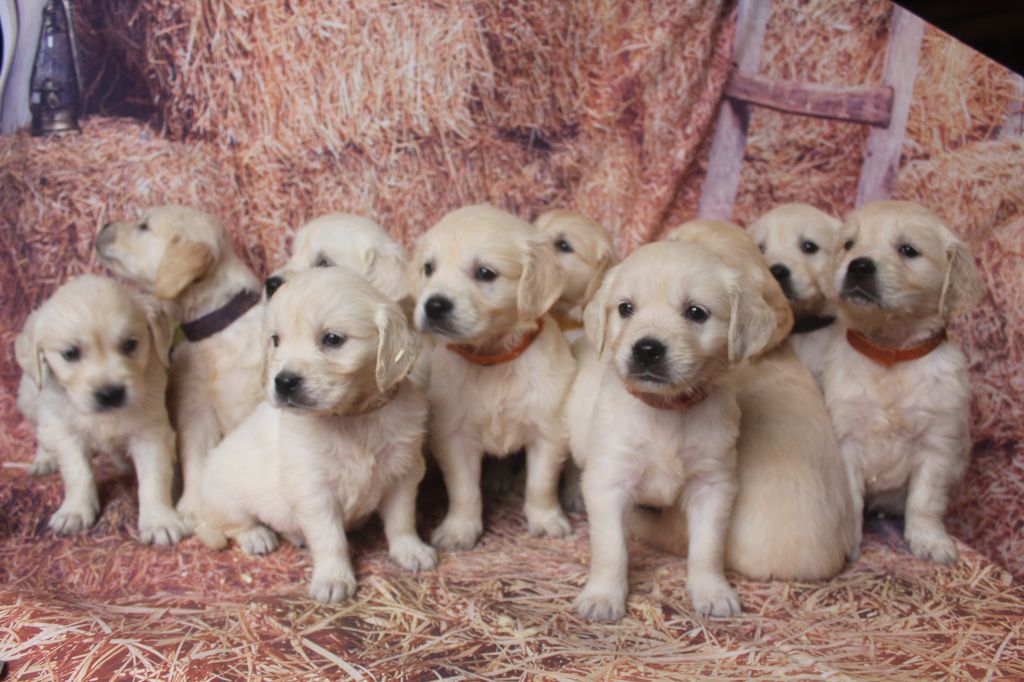 of caniland's dream - Golden Retriever - Portée née le 11/09/2025