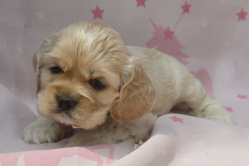 of caniland's dream - Chiots disponibles - American Cocker Spaniel