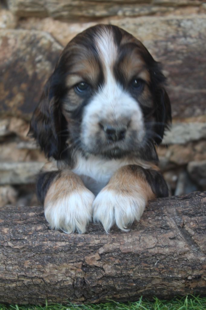 of caniland's dream - Chiots disponibles - Cocker Spaniel Anglais