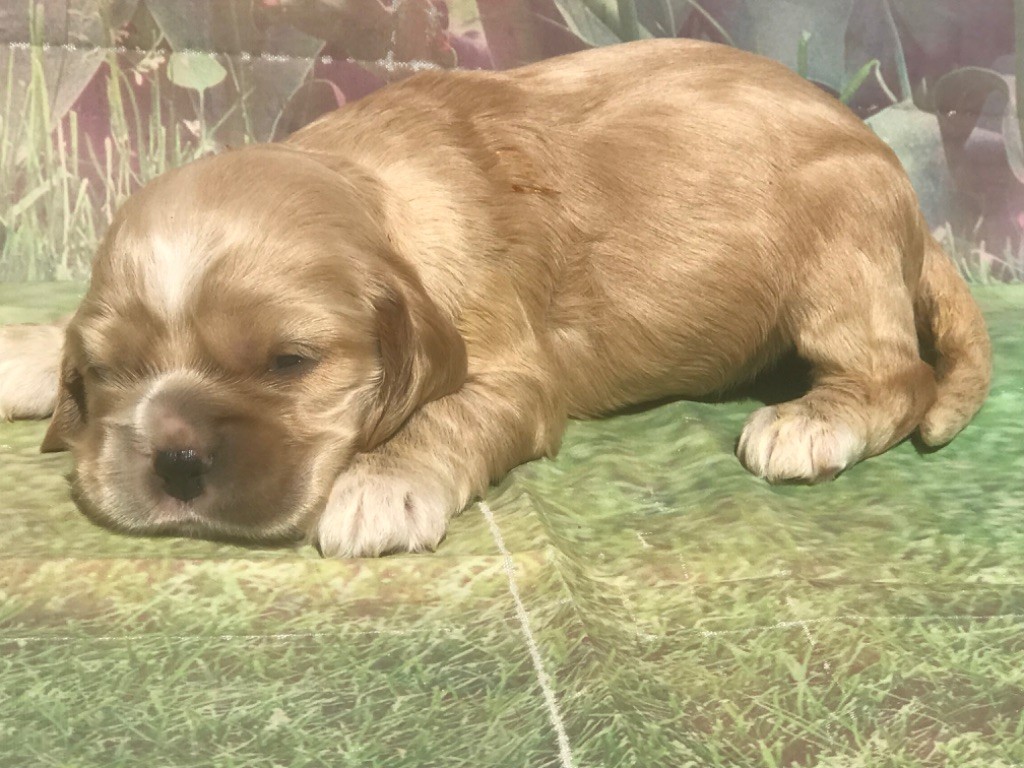 of caniland's dream - Chiots disponibles - American Cocker Spaniel
