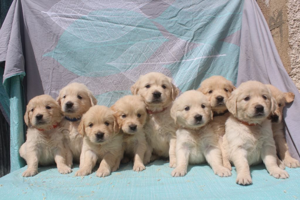 of caniland's dream - Golden Retriever - Portée née le 22/04/2025