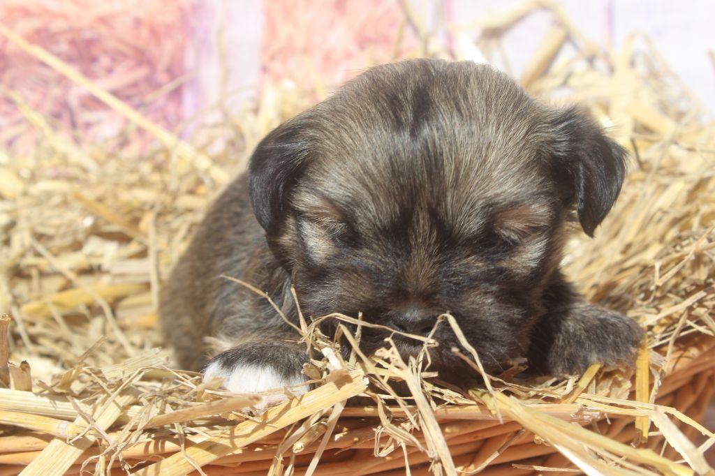 of caniland's dream - Chiots disponibles - Lhassa Apso