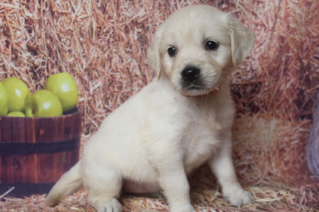 of caniland's dream - Chiots disponibles - Golden Retriever