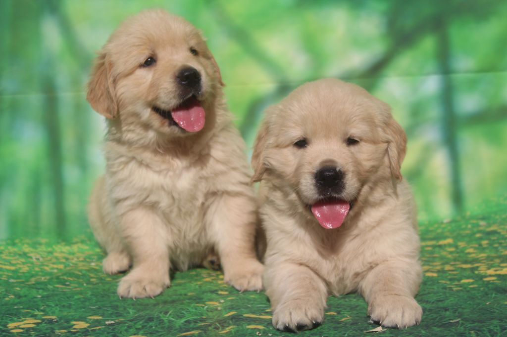 Chiot Golden Retriever of caniland's dream