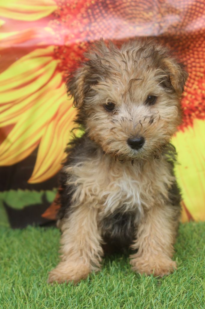 of caniland's dream - Chiots disponibles - Lakeland Terrier