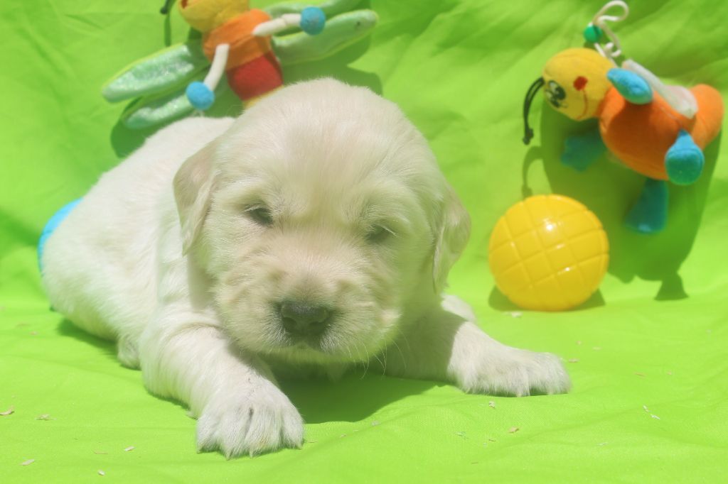 of caniland's dream - Chiots disponibles - Golden Retriever