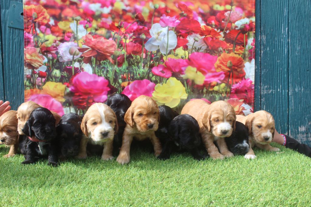 Chiot Cocker Spaniel Anglais of caniland's dream