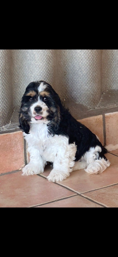 of caniland's dream - Chiots disponibles - American Cocker Spaniel