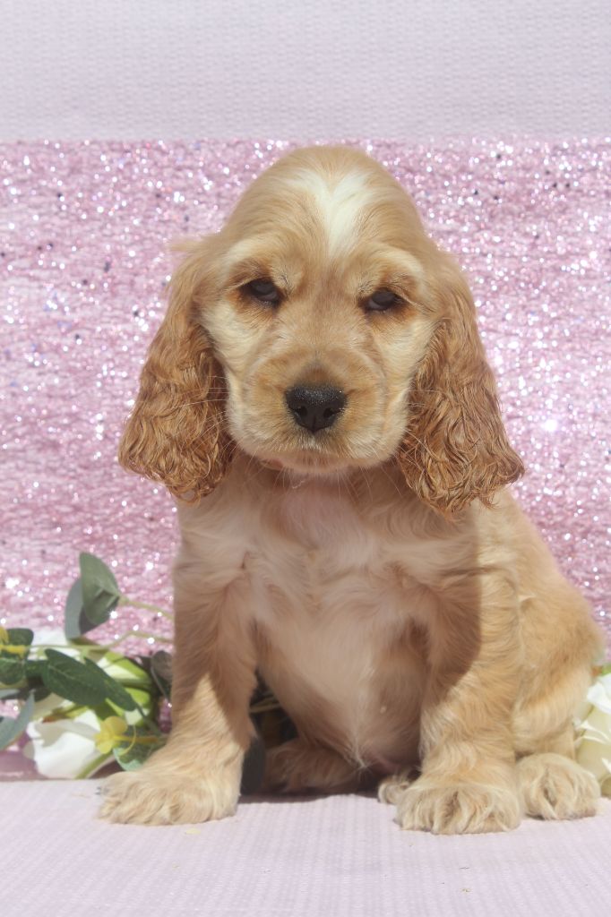 of caniland's dream - Chiots disponibles - Cocker Spaniel Anglais