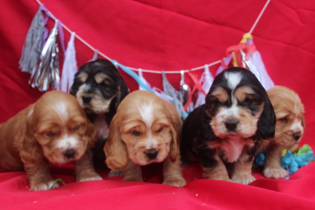 Chiot Cocker Spaniel Anglais of caniland's dream