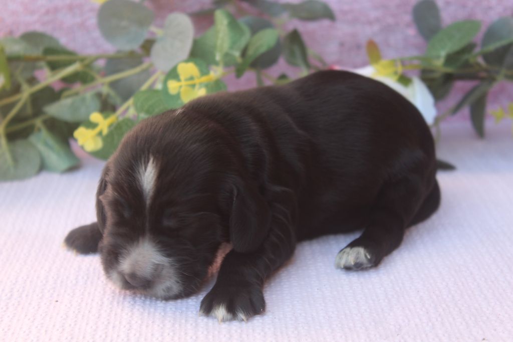 of caniland's dream - Chiots disponibles - Cocker Spaniel Anglais