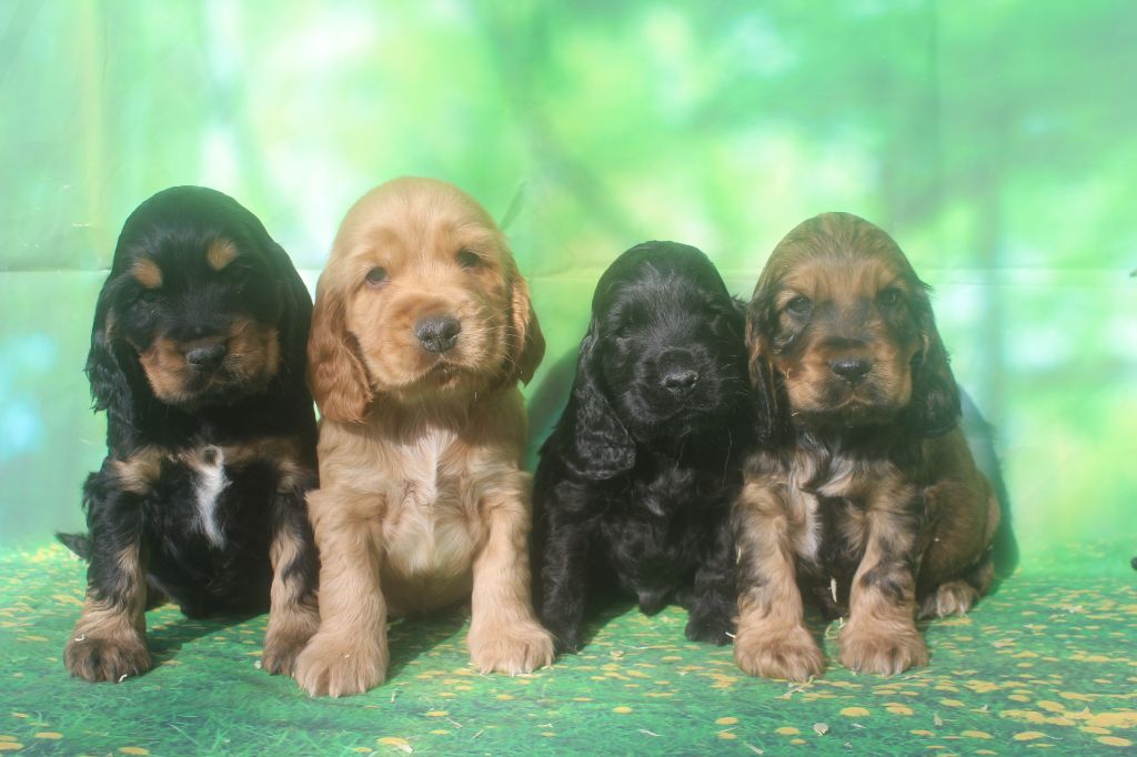 Chiot Cocker Spaniel Anglais of caniland's dream