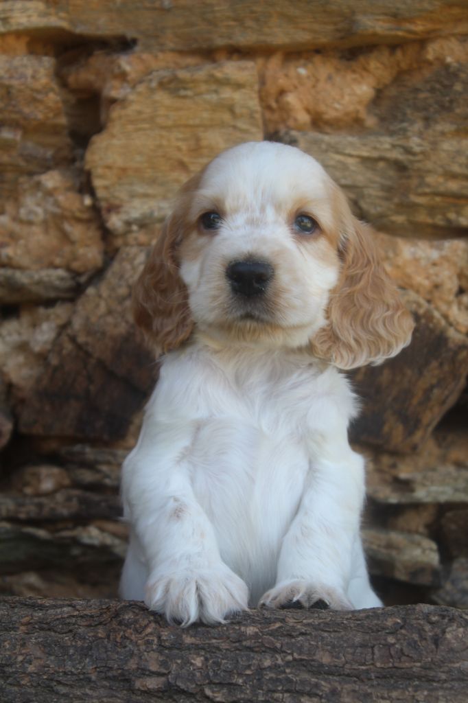 of caniland's dream - Chiots disponibles - Cocker Spaniel Anglais