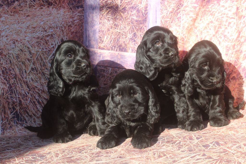 Chiot Cocker Spaniel Anglais of caniland's dream