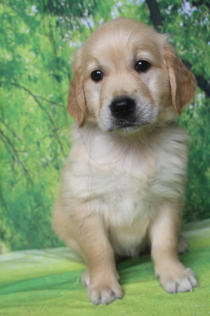 of caniland's dream - Chiots disponibles - Golden Retriever