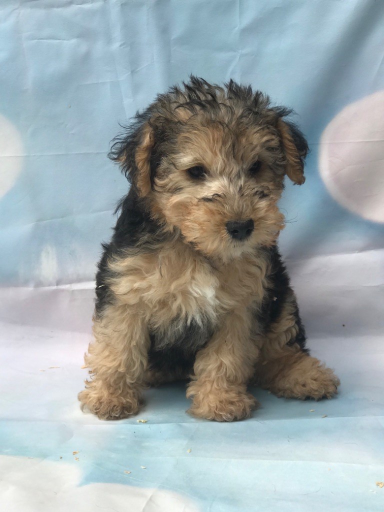 of caniland's dream - Chiots disponibles - Lakeland Terrier