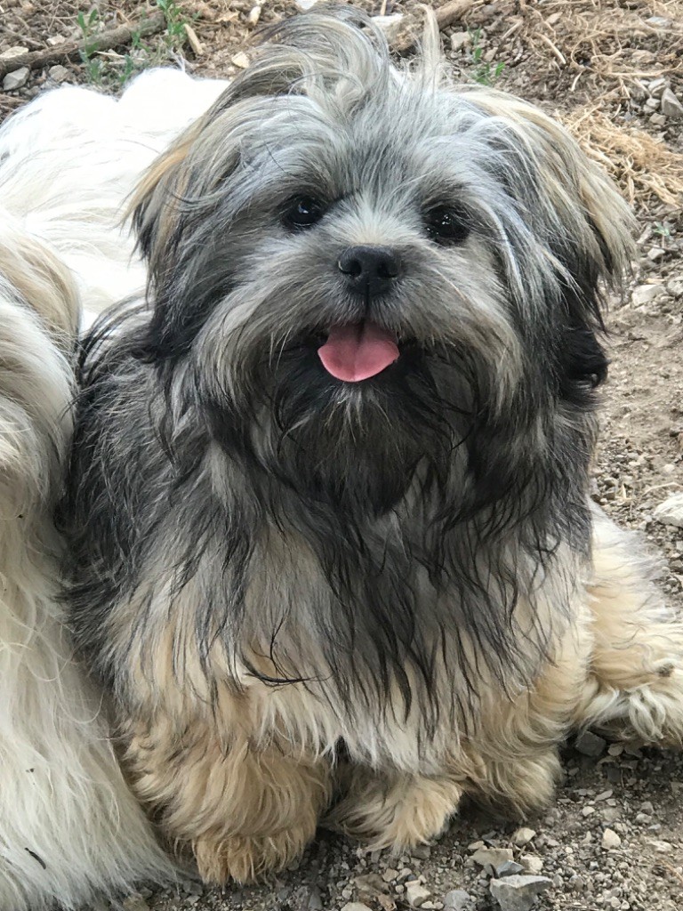 of caniland's dream - Chiots disponibles - Lhassa Apso