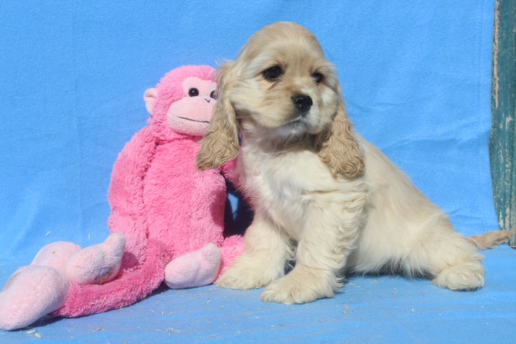 of caniland's dream - Chiots disponibles - American Cocker Spaniel