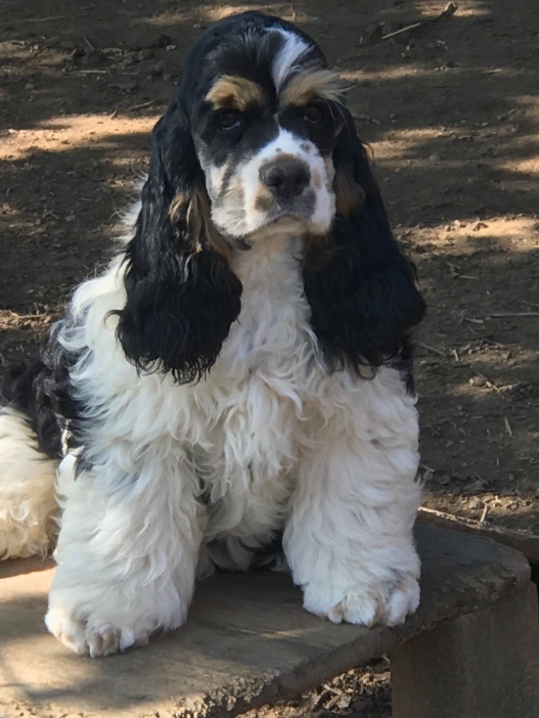 of caniland's dream - Chiots disponibles - American Cocker Spaniel