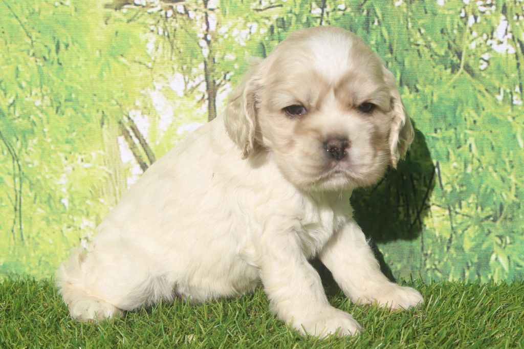 of caniland's dream - Chiots disponibles - American Cocker Spaniel