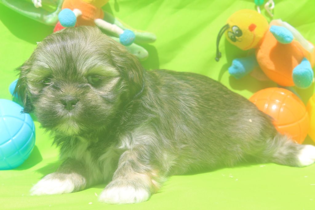 of caniland's dream - Chiots disponibles - Lhassa Apso