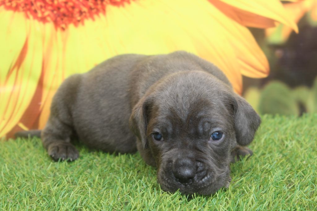 of caniland's dream - Chiots disponibles - Cane Corso