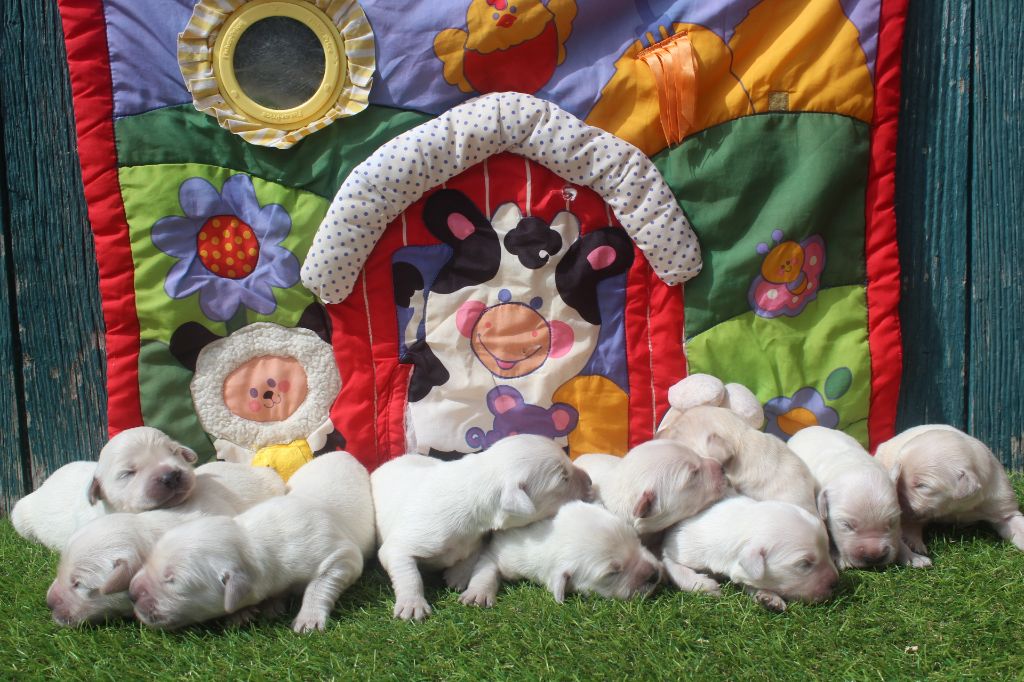 Chiot Golden Retriever of caniland's dream