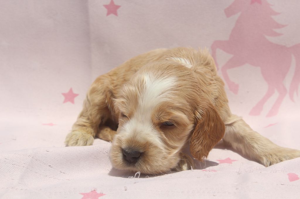 of caniland's dream - Chiots disponibles - Cocker Spaniel Anglais