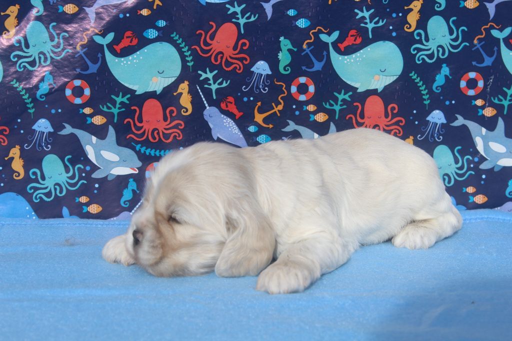 of caniland's dream - Chiots disponibles - American Cocker Spaniel