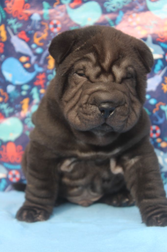 of caniland's dream - Chiots disponibles - Shar Pei